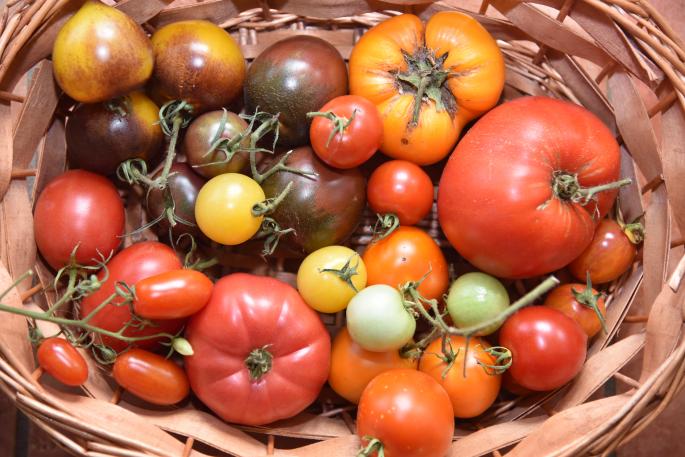 Abenteuer Tomate - ein nachhaltiges Projekt