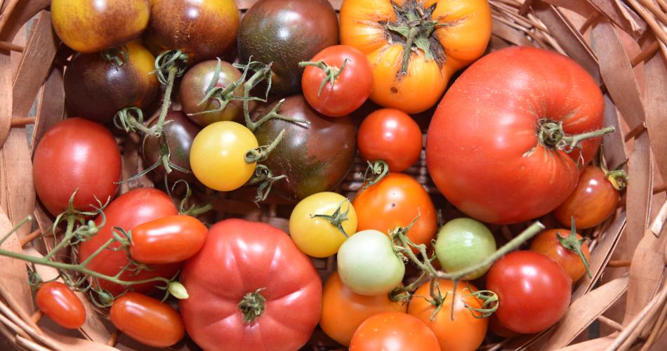 Abenteuer Tomate - ein nachhaltiges Projekt